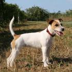 Jack Russell Terrier