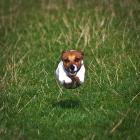 Jack Russell Terrier