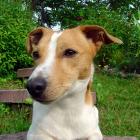 Jack Russell Terrier