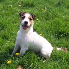 Jack Russell Terrier