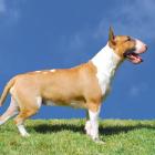 Bull Terrier