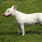 Bull Terrier