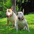 Bull Terrier