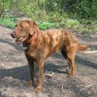 Chesapeake Bay Retriever