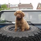 Chesapeake Bay Retriever