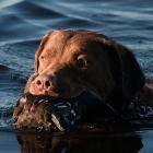 Chesapeake Bay Retriever