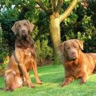 Chesapeake Bay Retriever