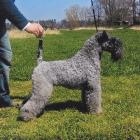 Kerry Blue Terrier