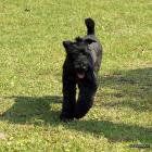 Kerry Blue Terrier