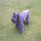 Kerry Blue Terrier