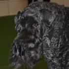 Kerry Blue Terrier