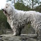 Komondor