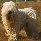 Komondor