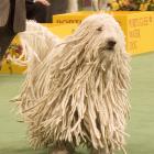 Komondor