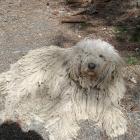 Komondor