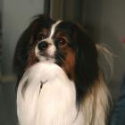 Kontinentaler Zwergspaniel