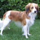 Kooikerhondje