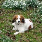 Kooikerhondje