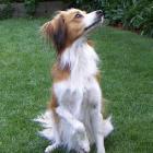 Kooikerhondje