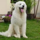 Kuvasz