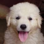 Kuvasz