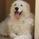 Kuvasz