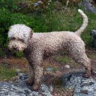 Lagotto Romagnolo