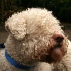 Lagotto Romagnolo