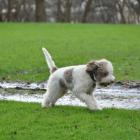 Lagotto Romagnolo