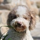 Lagotto Romagnolo