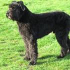 Bouvier des Flandres 