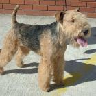 Lakeland Terrier