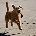 Lakeland Terrier