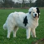 Landseer