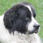 Landseer