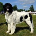 Landseer