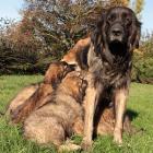 Leonberger