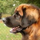 Leonberger