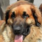 Leonberger