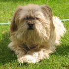 Lhasa Apso