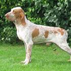 Bracco Italiano
