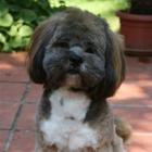 Lhasa Apso