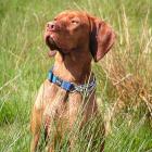 Magyar Vizsla (Kurzhaar)