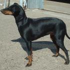 Manchester Terrier