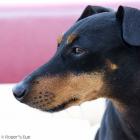 Manchester Terrier