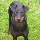 Manchester Terrier