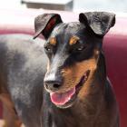 Manchester Terrier