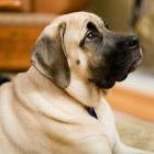 Mastiff