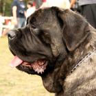 Mastiff