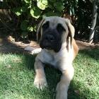 Mastiff